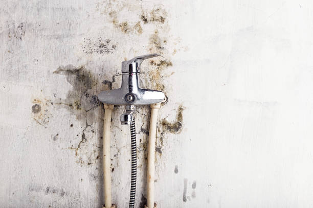 Best Black Mold Removal  in Pleasanton, CA