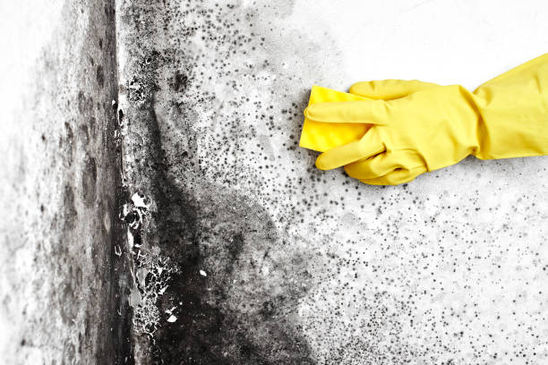 Best Crawl Space Mold Removal  in Pleasanton, CA