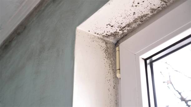 Professional Mold Removal in Pleasanton, CA