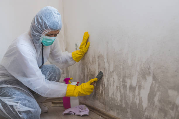 Best Attic Mold Removal  in Pleasanton, CA