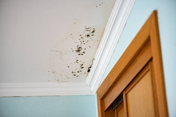 Best Mold Remediation Services  in Pleasanton, CA