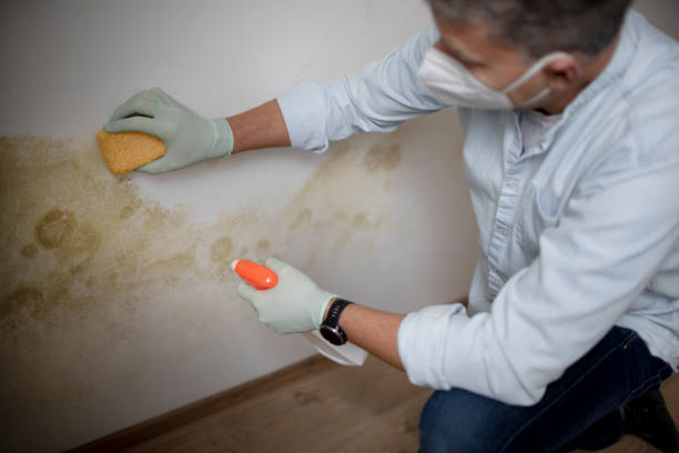 Best Home Mold Removal  in Pleasanton, CA