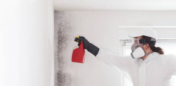 Best Toxic Mold Removal  in Pleasanton, CA