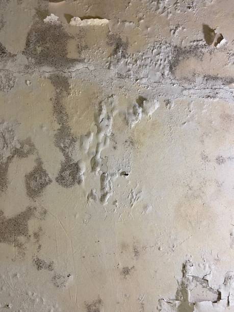 Best Certified Mold Removal  in Pleasanton, CA