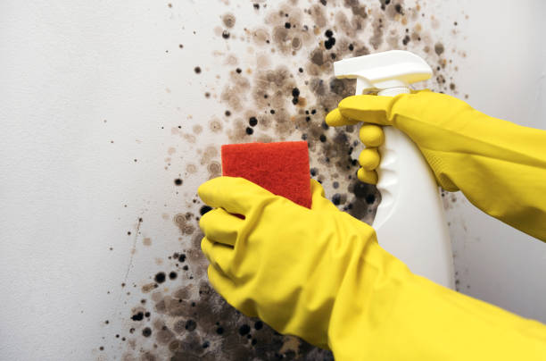Best Mold Testing  in Pleasanton, CA