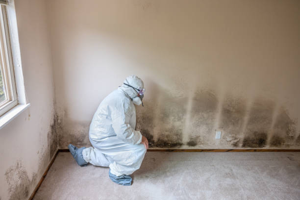 Office Mold Removal Services in Pleasanton, CA