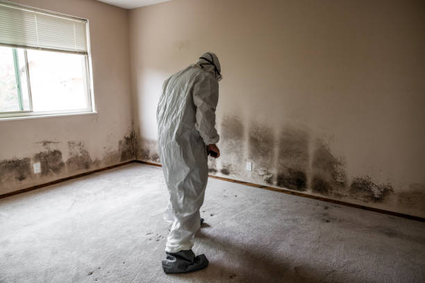 Best Office Mold Removal Services  in Pleasanton, CA
