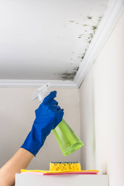 Best Mold Damage Repair  in Pleasanton, CA