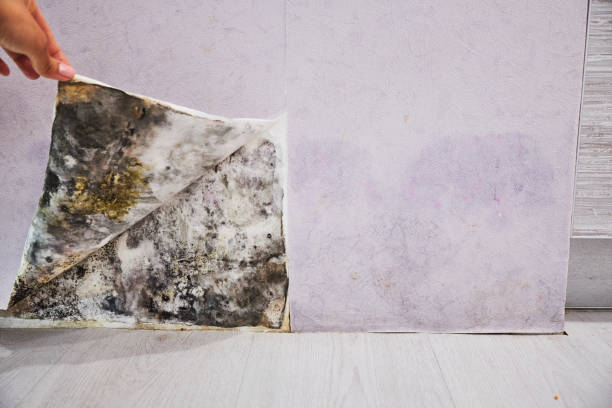 Best Affordable Mold Removal  in Pleasanton, CA